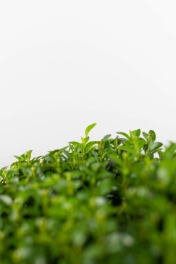 Buxus sempervirens 20-30 cm