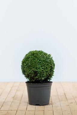Buxus sempervirens Buxbom lök 30-40 rotboll Buxus sempervirens 30-40 cm
