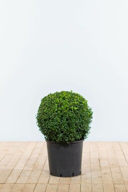 Buxus sempervirens Buxbom lök 40-50 rotboll Buxus sempervirens 40-50 cm