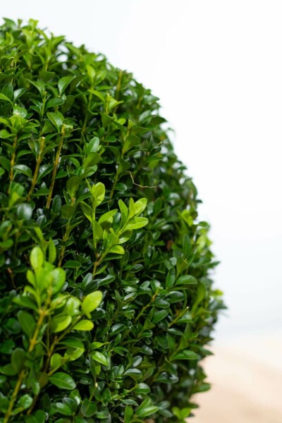Buxus sempervirens Buxbom lök 40-50 rotboll Buxus sempervirens 40-50 cm