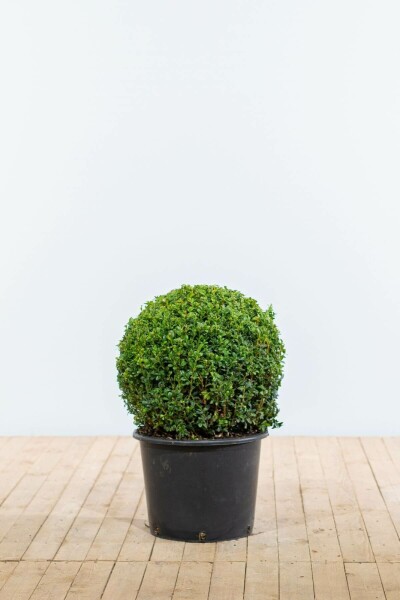 Buxus sempervirens