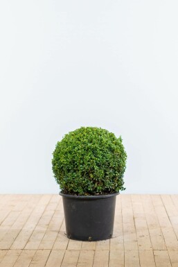 Buxus sempervirens Buxbom lök 50-60 rotboll