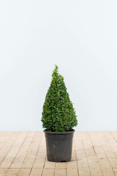 Buxus sempervirens