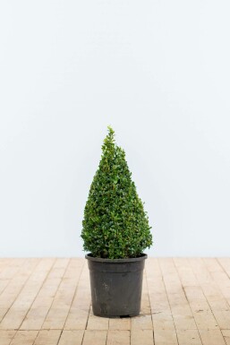 Buxus sempervirens 50-60 cm