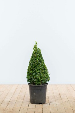 Buxus sempervirens Buxbom kon 50-60 rotboll