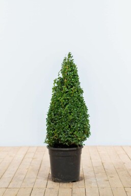 Buxus sempervirens Buxbom kon 60-70 rotboll