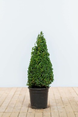 Buxus sempervirens Buxbom kon 60-70 rotboll Buxus sempervirens 60-70 cm