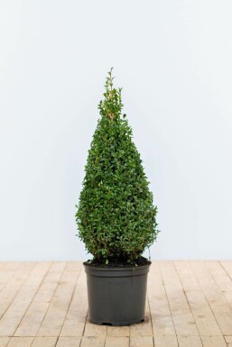 Buxus sempervirens Buxbom kon 70-80 rotboll Buxus sempervirens 70-80 cm