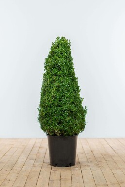 Buxus sempervirens Buxbom kon 80-90 rotboll Buxus sempervirens 80-90 cm
