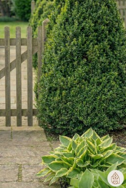 Buxus sempervirens 80-90 cm