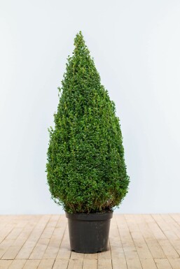 Buxus sempervirens Buxbom kon 90-100 rotboll Buxus sempervirens 90-100 cm