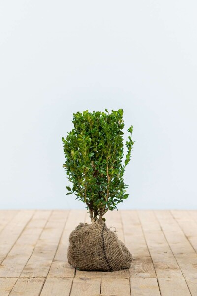 Buxus sempervirens 20-30 cm