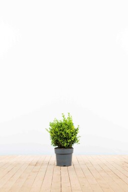 Buxus sempervirens Buxbom häck 20-30 i kruka Buxus sempervirens 20-30 cm