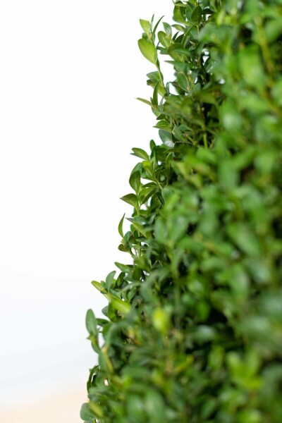 Buxus sempervirens Buxbom häck 20-30 i kruka Buxus sempervirens 20-30 cm