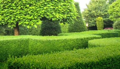 Buxus sempervirens 20-30 cm