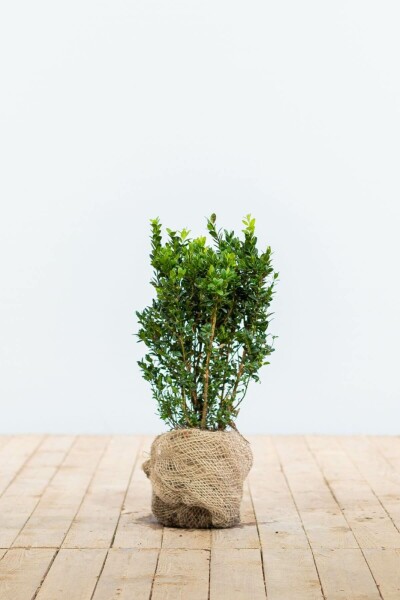 Buxus sempervirens