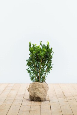 Buxus sempervirens