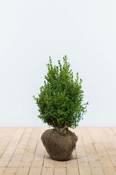 Buxus sempervirens 40-50 cm