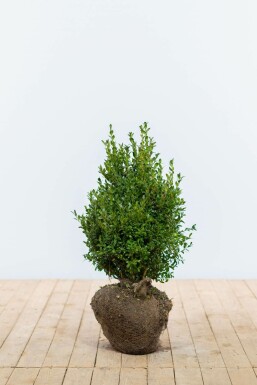 Buxus sempervirens Buxbom häck 40-50 rotboll