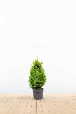 Buxus sempervirens Buxbom häck 40-50 rotboll Buxus sempervirens 40-50 cm