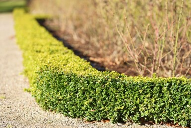 Buxus sempervirens 40-50 cm