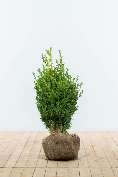 Buxus sempervirens