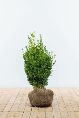 Buxus sempervirens Buxbom häck 50-60 rotboll