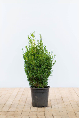 Buxus sempervirens Buxbom häck 50-60 rotboll Buxus sempervirens 50-60 cm