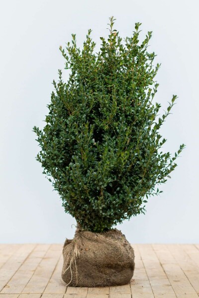 Buxus sempervirens