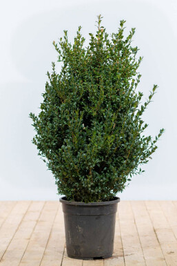 Buxus sempervirens Buxbom häck 60-80 rotboll Buxus sempervirens 60-80 cm
