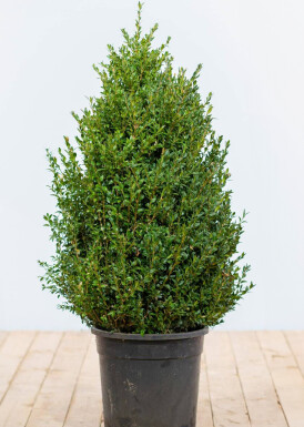 Buxus sempervirens Buxbom häck 80-100 rotboll Buxus sempervirens 80-100 cm