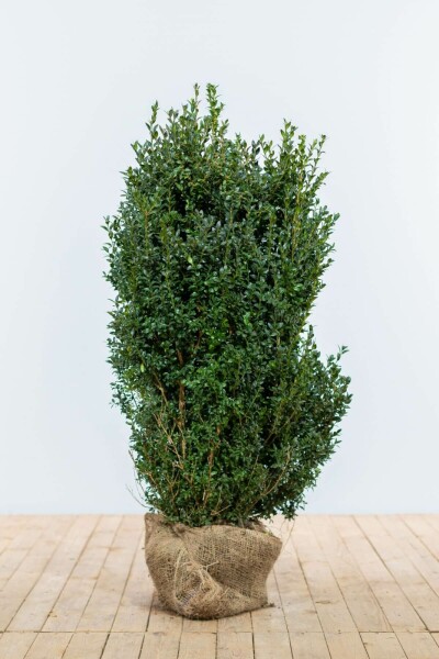 Buxus sempervirens 100-125 cm