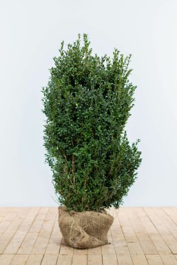 Buxus sempervirens Buxbom häck 100-125 rotboll