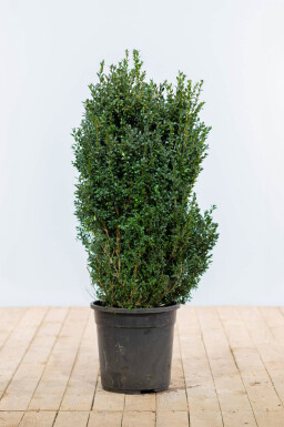Buxus sempervirens Buxbom häck 100-125 rotboll Buxus sempervirens 100-125 cm