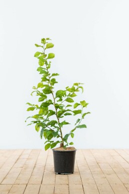 Carpinus betulus Avenbok häck 60-80 i kruka Carpinus betulus 60-80 cm