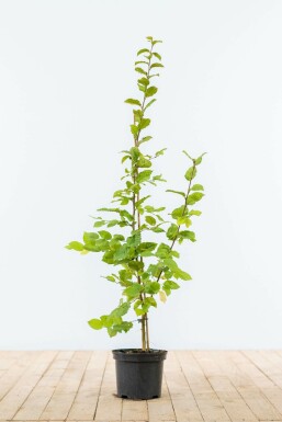 Carpinus betulus Avenbok häck 80-100 i kruka Carpinus betulus 80-100 cm