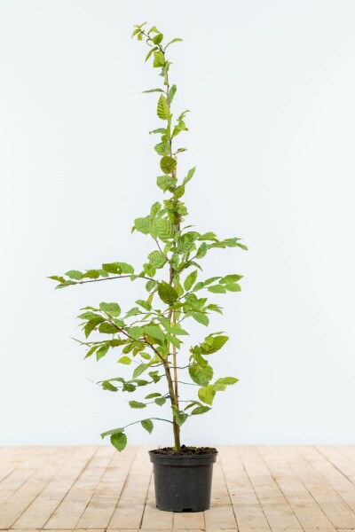 Carpinus betulus 100-125 cm