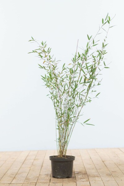 Fargesia murielae 'Jiuzhaigou' 60-80 cm