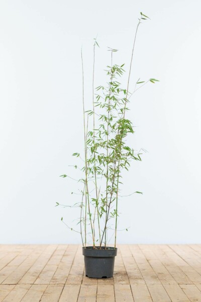 Fargesia murielae 'Jiuzhaigou' 80-100 cm