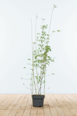 Fargesia murielae 'Jiuzhaigou' Bergbambu häck 80-100 rotboll Fargesia murielae 'Jiuzhaigou' 80-100 cm