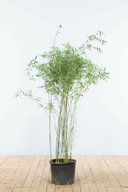 Fargesia murielae 'Jiuzhaigou' Bergbambu häck 125-150 rotboll Fargesia murielae 'Jiuzhaigou' 125-150 cm