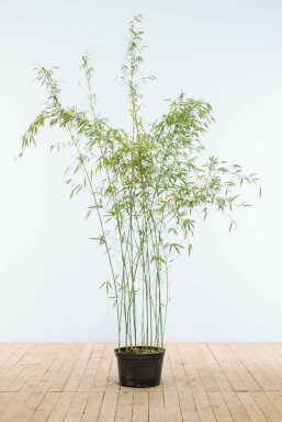 Fargesia murielae 'Jiuzhaigou' Bergbambu häck 150-175 rotboll Fargesia murielae 'Jiuzhaigou' 150-175 cm