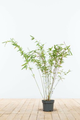 Fargesia murielae 'Jumbo' Bergbambu häck 60-80 rotboll Fargesia murielae 'Jumbo' 60-80 cm