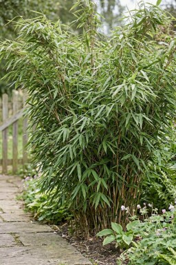 Fargesia murielae 'Jumbo' 80-100 cm - Kruka