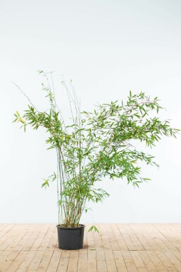 Fargesia murielae 'Jumbo' Bergbambu häck 150-175 rotboll Fargesia murielae 'Jumbo' 150-175 cm