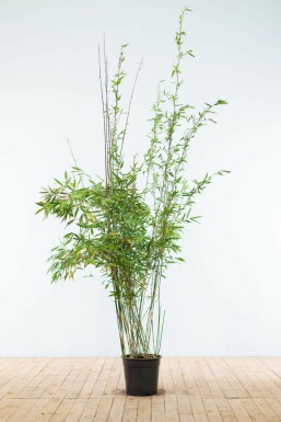 Fargesia murielae 'Jumbo' Bergbambu häck 175-200 rotboll Fargesia murielae 'Jumbo' 175-200 cm