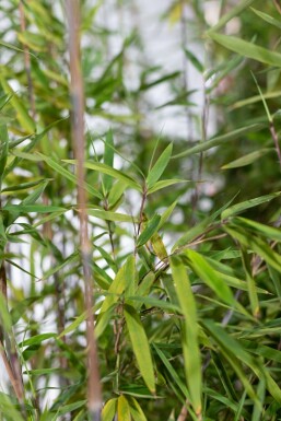 Fargesia nitida 200-225 cm - Kruka