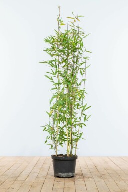 Fargesia nitida 100-125 cm