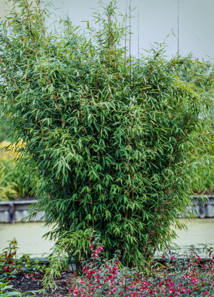 Fargesia nitida 100-125 cm