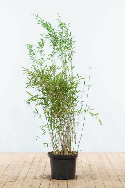 Fargesia nitida 125-150 cm